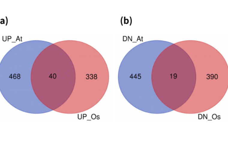 Number of upregulated and downregulated genes in hipoxia treatments identified by meta analysis