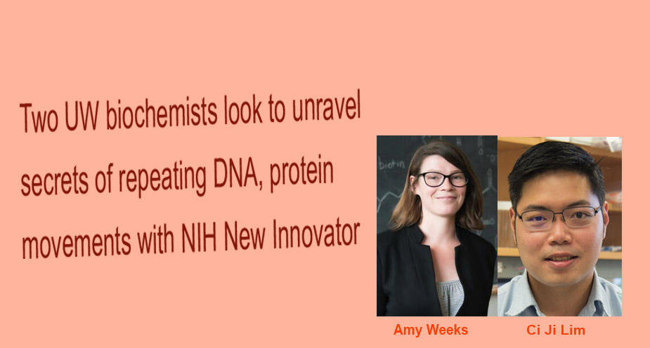 Two UW biochemists look to unravel secrets of repeating DNA, protein movements with NIH new innovator awards