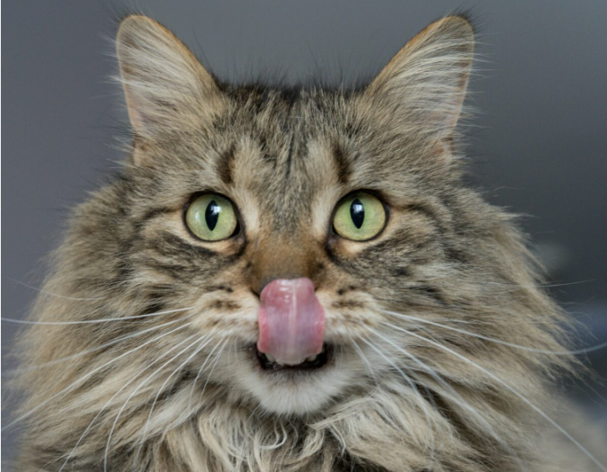 What medication flavors do cats prefer? Science says none 2 cat