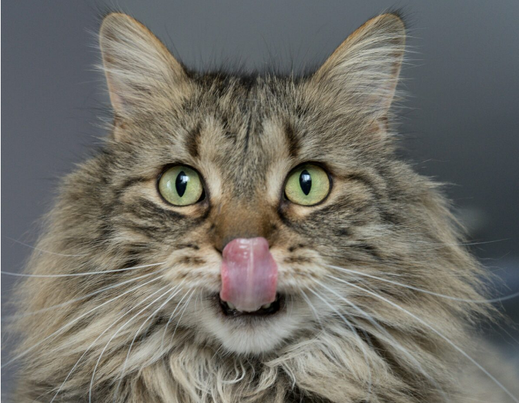 What medication flavors do cats prefer? Science says none