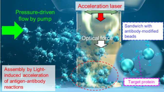 illustratin of the principle uderlying the detection of trace amounts of proteiens