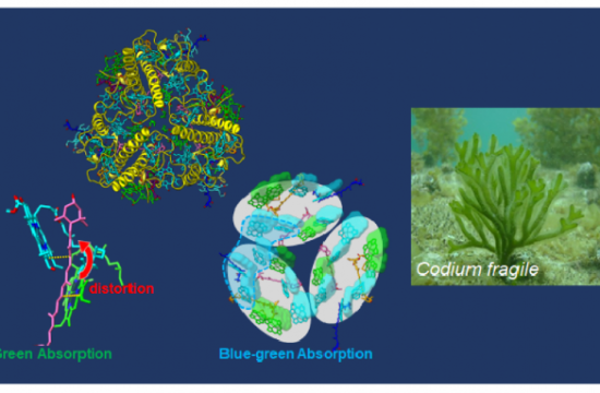 marine green macroalga Codium fragile