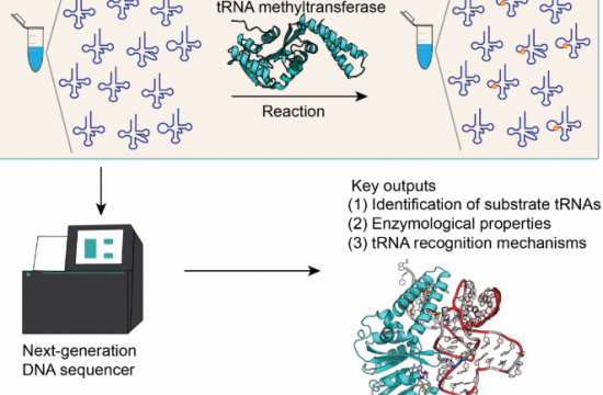 rtna and rna analysis