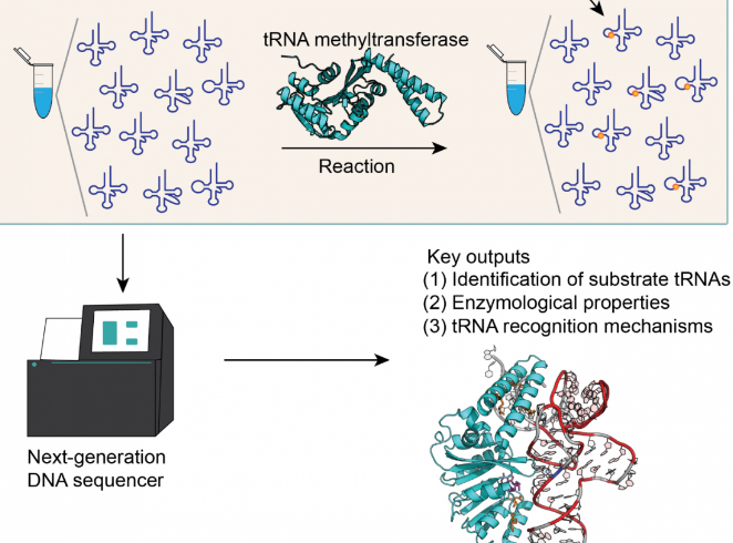 rtna and rna analysis