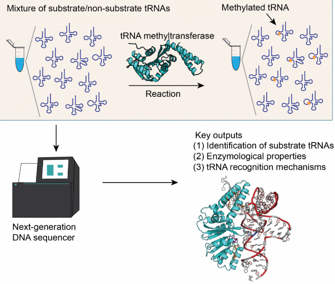 rtna and rna analysis