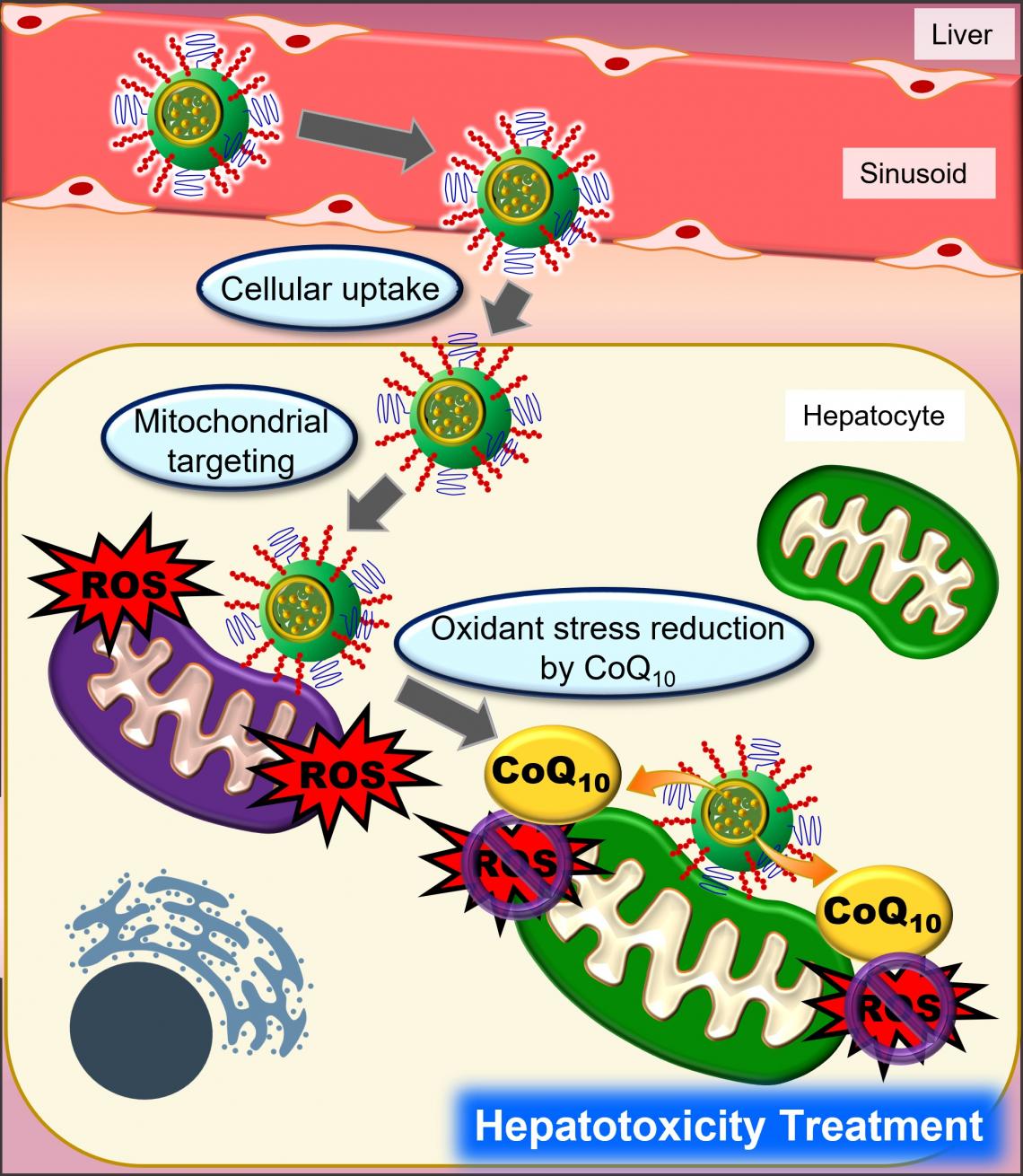 Is Coq10 Good For Fatty Liver New drug delivery system delivers an antioxidant directly to liver