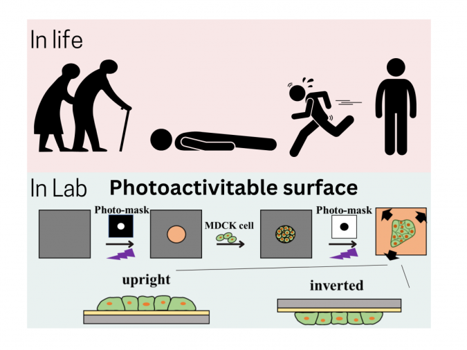 Face-down: Gravity’s effects on cell movement 2 STAM gravity