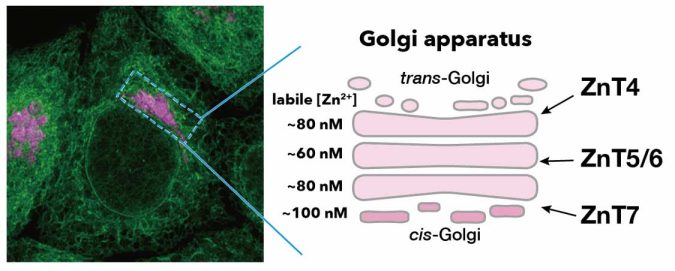 Researchers Shed Further Light onto Zinc Homeostasis in Cells 2 zinc research