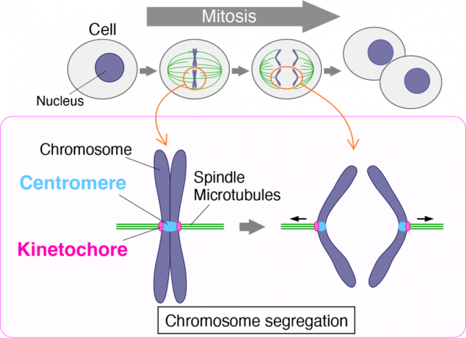 Researchers identify a protein central for separating genetic material into daughter cells during cell division 3 chromosome 2