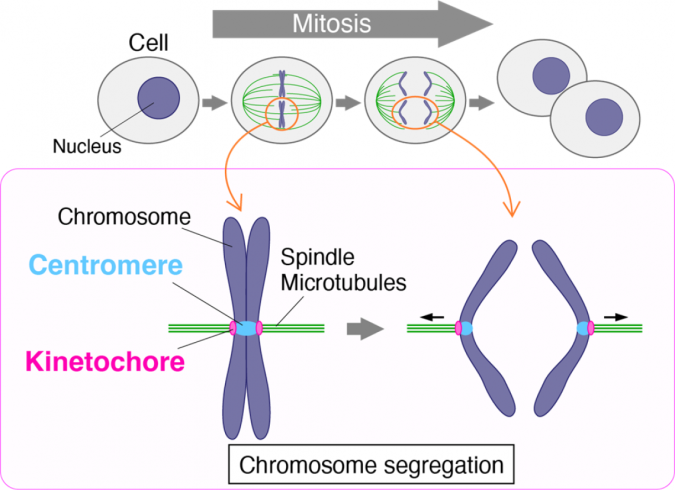 chromosome 2