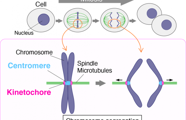 chromosome 2