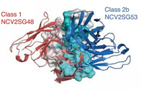 class 2b ncv