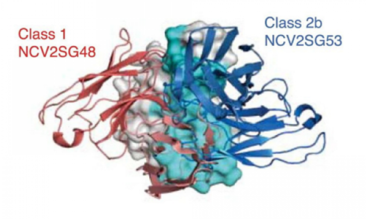 Study on rare antibodies hints at strategy tweaks that may future-proof COVID-19 vaccines