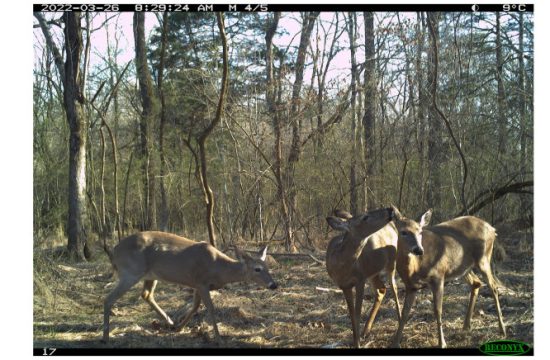 allogrooming camera capture