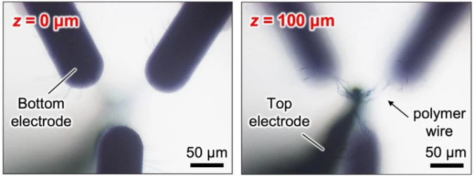 Growing bio-inspired polymer brains for artificial neural networks 2 bottom electrode