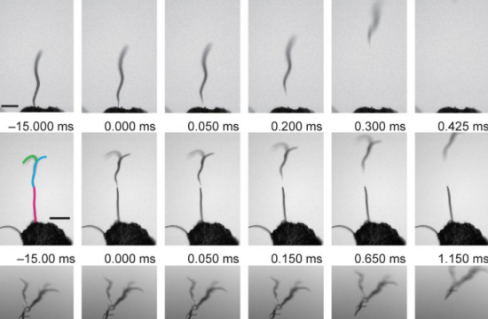 Nictation and leaping of dauer larvae under an electric field