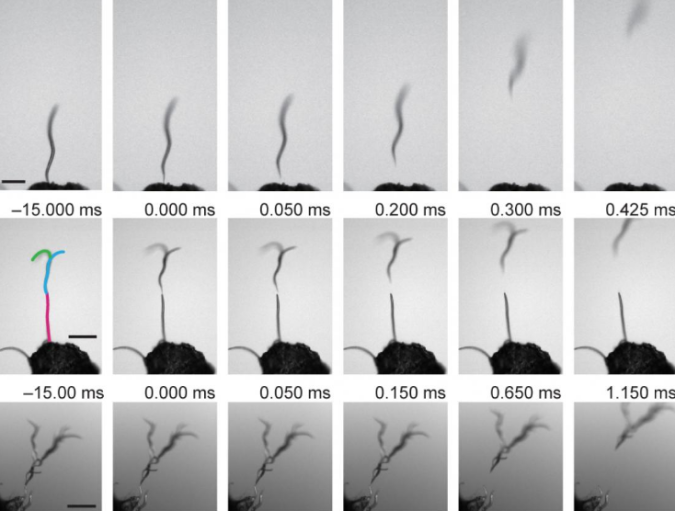 Nictation and leaping of dauer larvae under an electric field