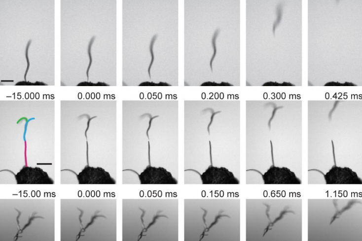 Nictation and leaping of dauer larvae under an electric field