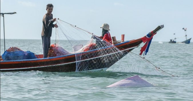 Thai bycatch grid