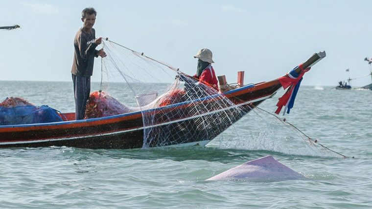 Thai bycatch grid
