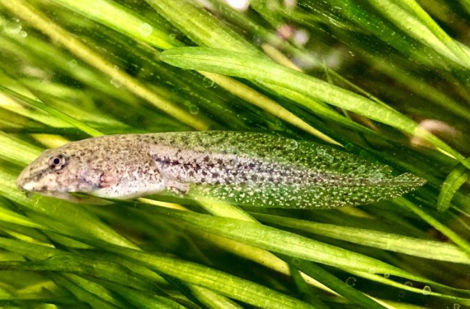 Wood frog tadpoles