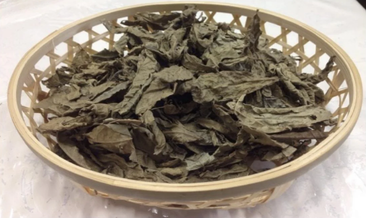 Native to Hainan Island, China tropical plant Mallotus furetianus reveals anti-obesity properties