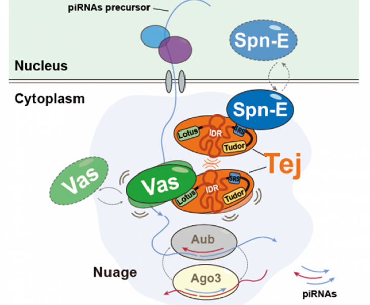 Protein protectors of fertility