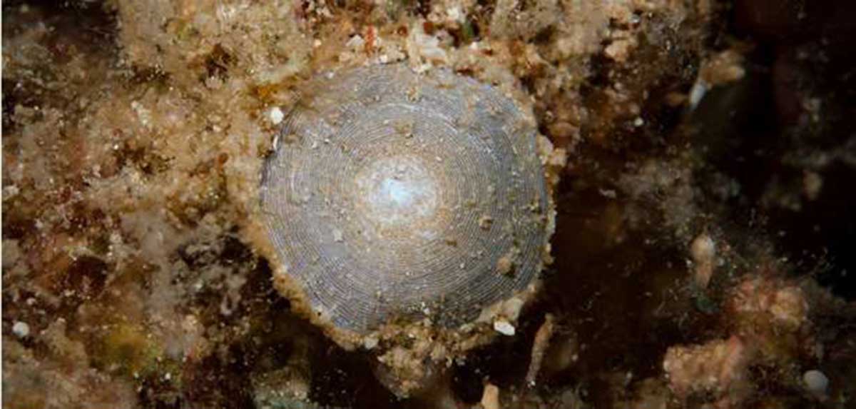 New Species of Foraminifer Discovered in the Benthic of Ryukyu Islands