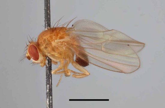 Drosophila melanogaster