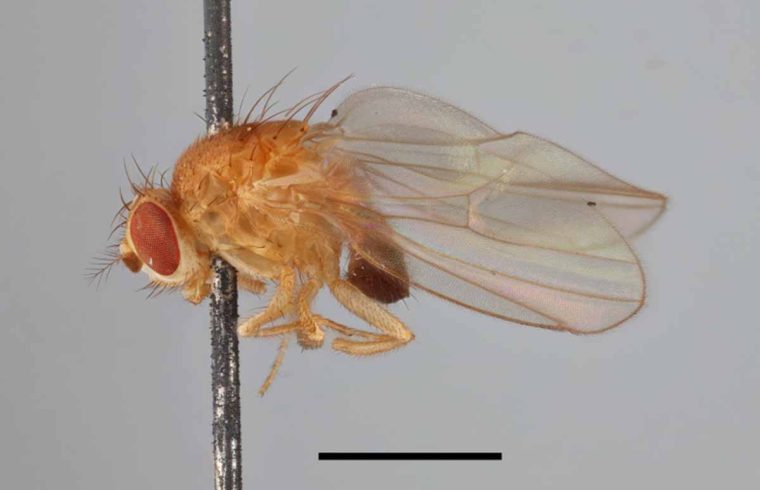 Drosophila melanogaster