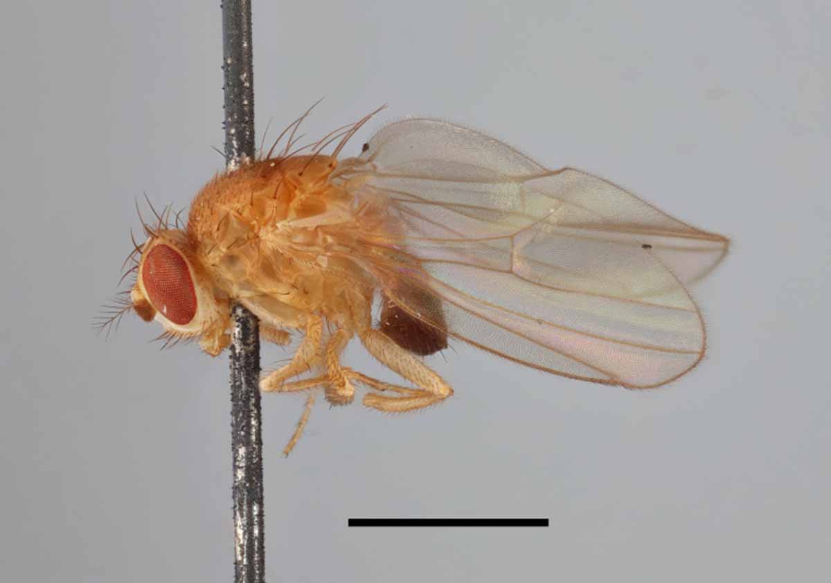 200-year-old DNA helps map tiny fly’s genetic course…