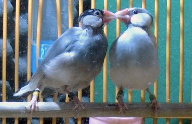 java sparrow