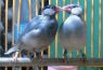 java sparrow