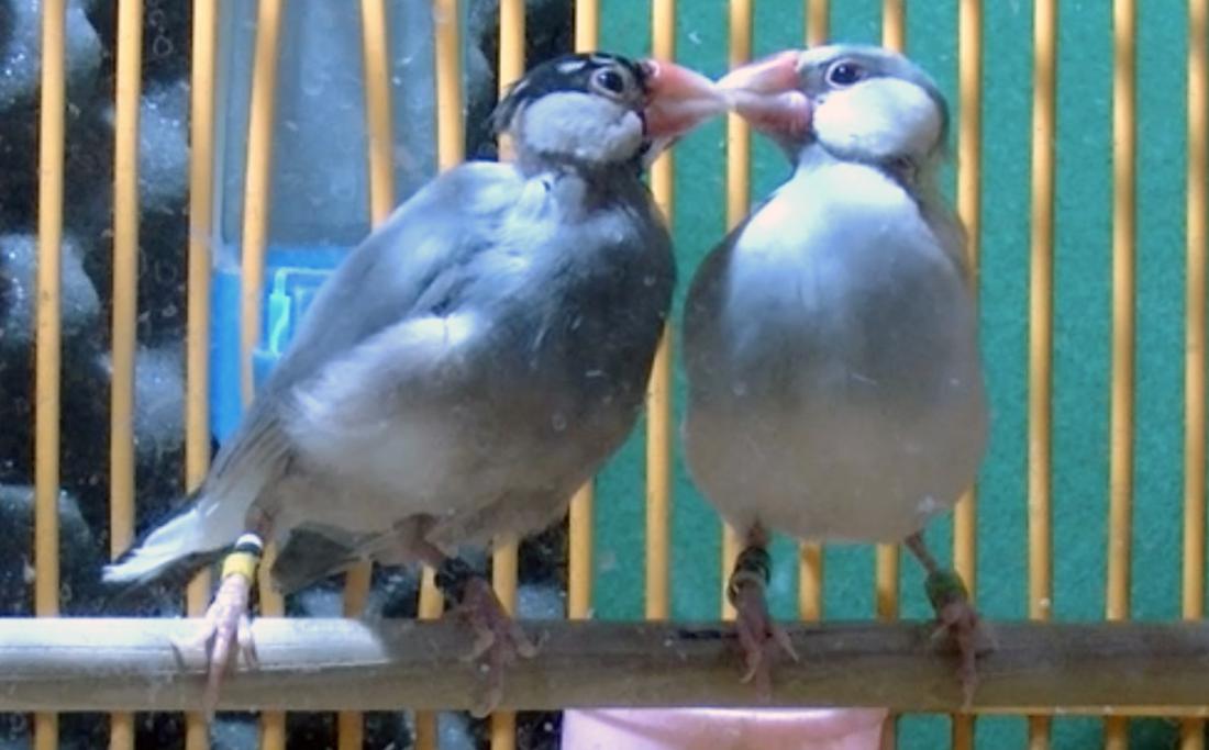 Java Sparrows in Love Show enhanced eyerings