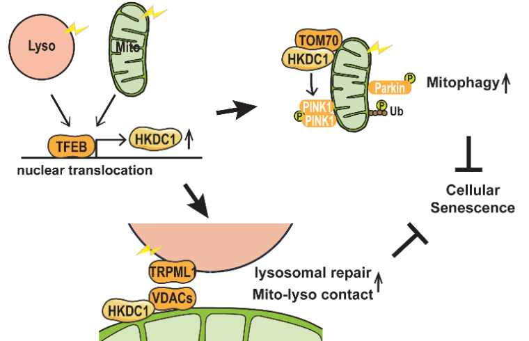 nuclear translocation