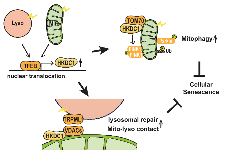 A tidy cell seems to keep aging at bay 2 nuclear translocation
