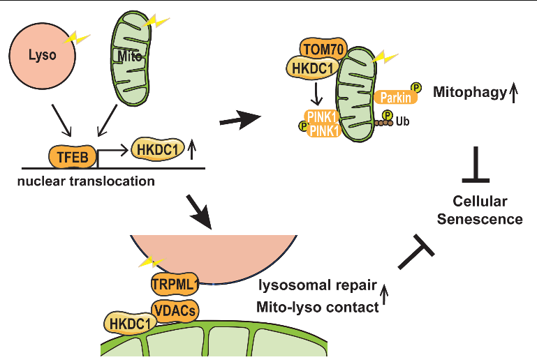 nuclear translocation