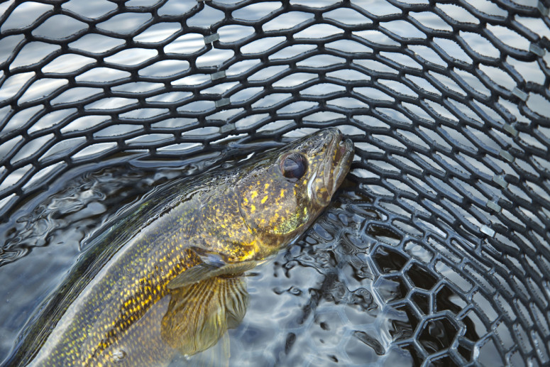 Walleye struggle with changes to timing of spring…