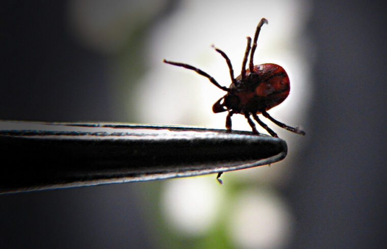 MIT Lyme Susceptibility 01 0