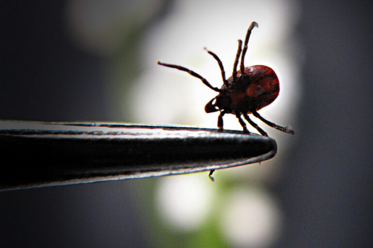 A protein found in human sweat may protect against Lyme disease