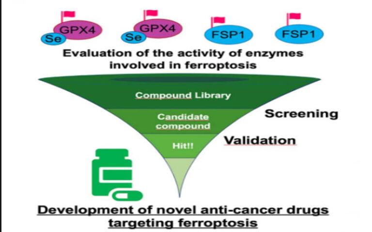 Breakthrough Test Can Evaluate Enzyme Involved in Process Associated with Cancer Cell Death