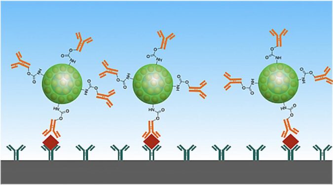 Good as Gold - Improving Infectious Disease Testing with Gold Nanoparticles 2 testing gold nanopartilces