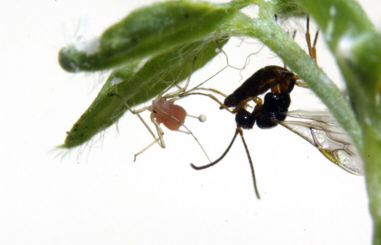 parasitoid