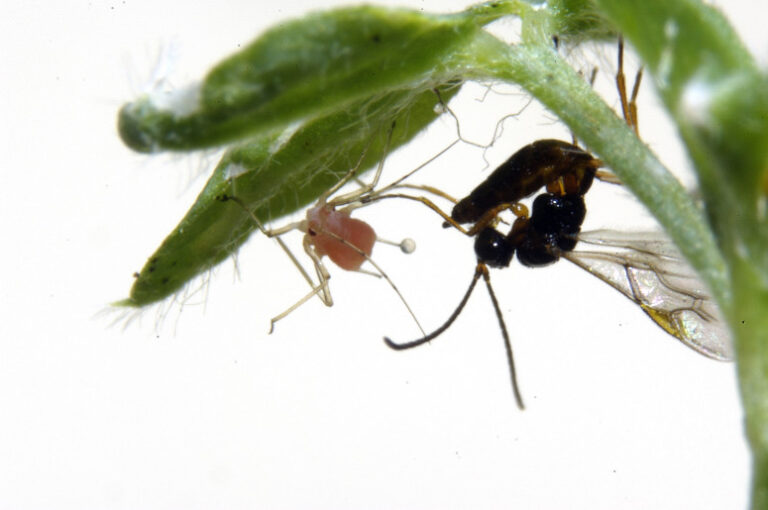Stability relies on dispersal in parasitic relationship between aphids and wasps