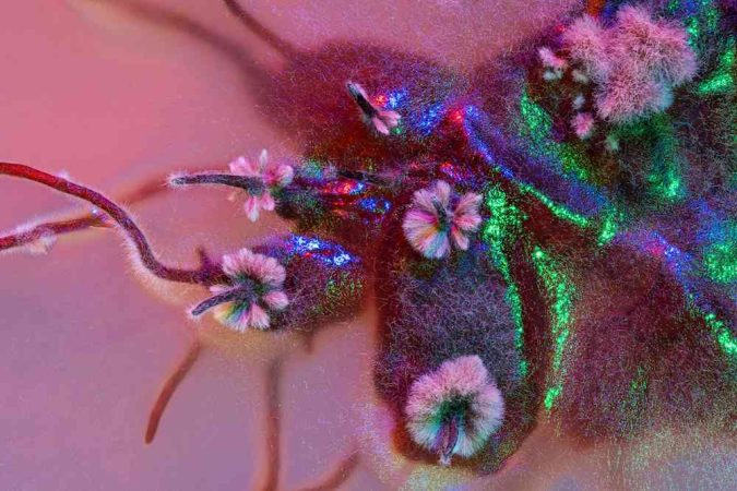 The Royal Society announced the winners of the "Publishing Photography Competition" 10 MicroimagingRunnerup 2024 1