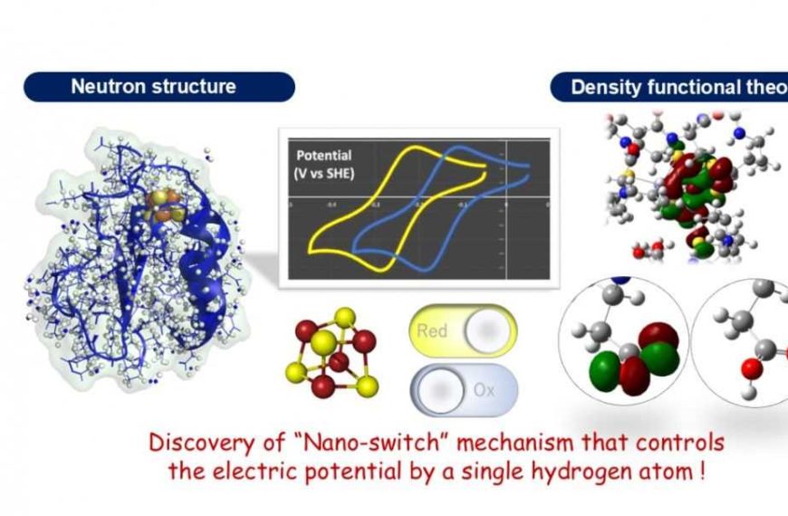 Discovered the enigma of the “electron carrier” found in all living organisms: discovery of a “nano-switch mechanism” controlled by a single hydrogen atom.