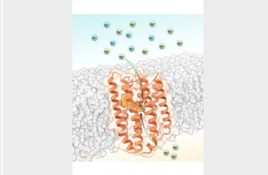 Meeting A Tiny Eye-like Protein That Moves Magnesium Ion with Light For A Cell
