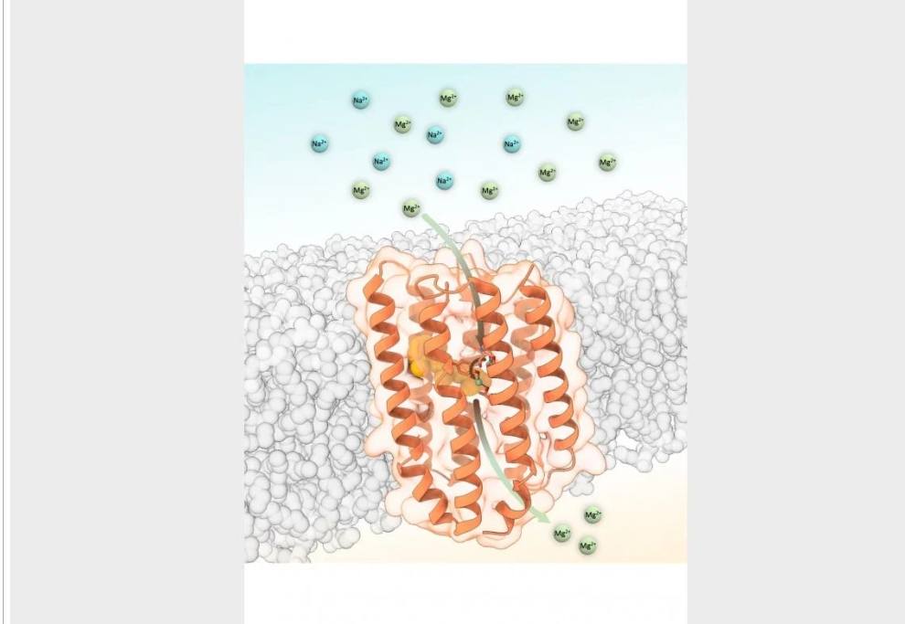 Meeting A Tiny Eye-like Protein That Moves Magnesium Ion with Light For A Cell 2 HwMR special protein