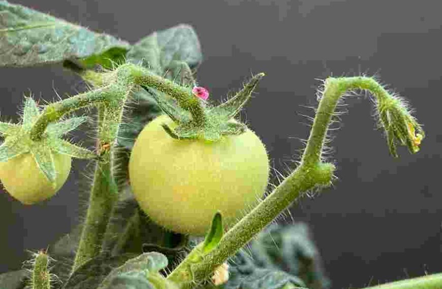 Will the vegetables of the future be fortified using tiny needles?