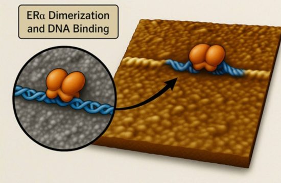 Visualizing the Mechanics of Hormone
